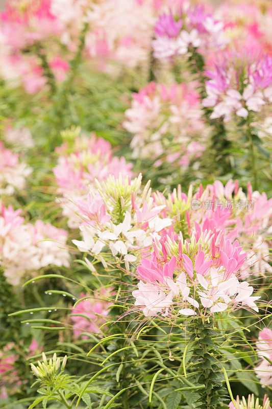 蜘蛛花(Cleome hassleriana)开花